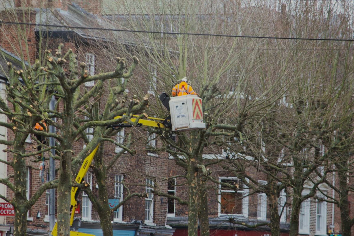 A tree surgeon in a helmet working from a cherry-picker basket among pollarded street trees in a town centre