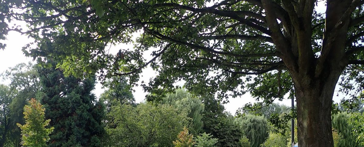 The spreading canopy of mature trees in Sanders Park, Bromsgrove