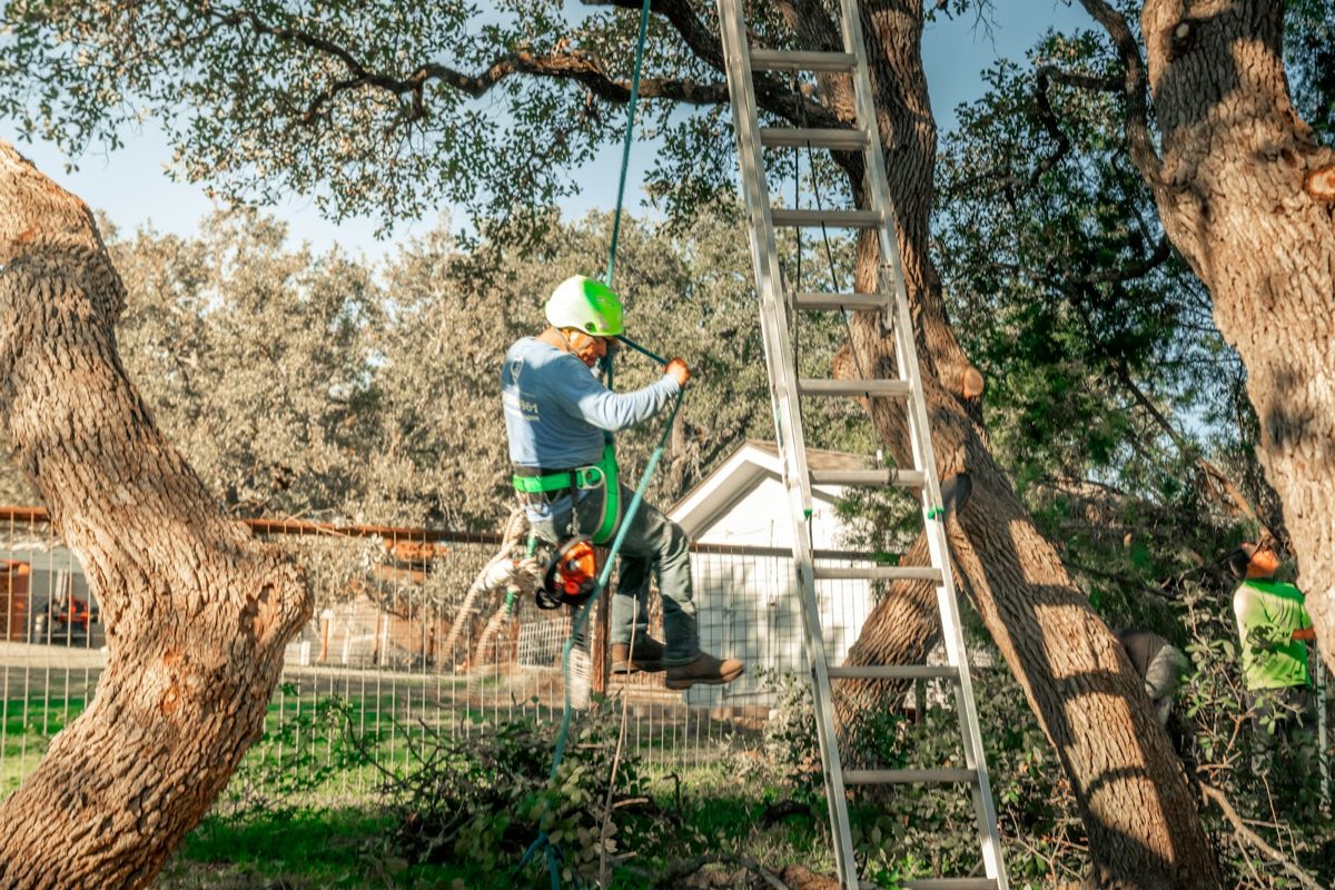 A tree climber in a helmet working on a rope in the crown of an oak
