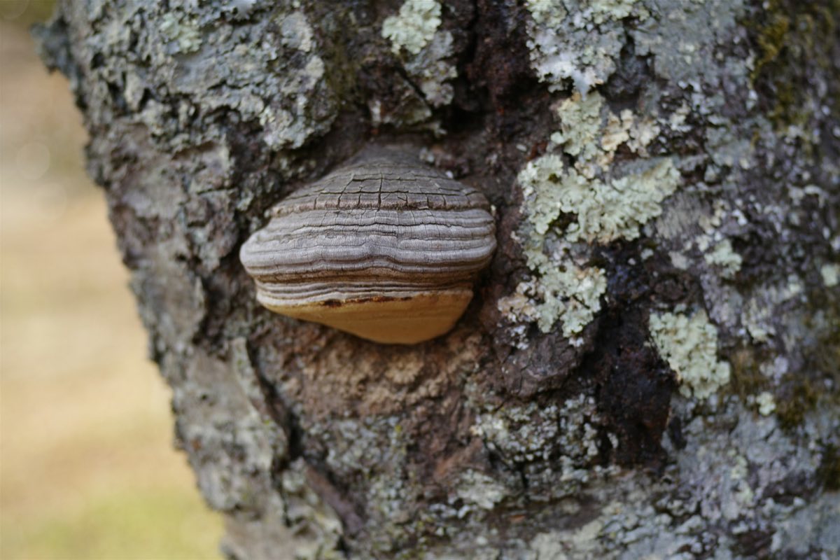 A bracket fungus growing from the lichen-covered trunk of a tree