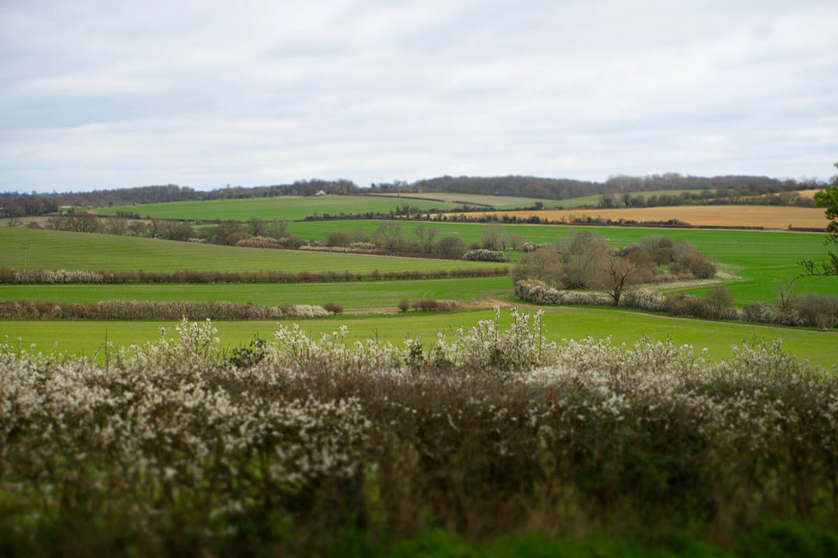 Hedgerows in blossom dividing rolling fields in the English countryside