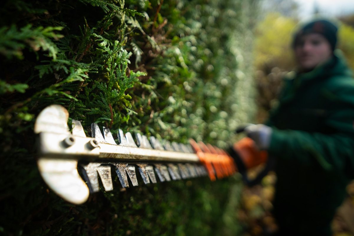 A powered hedge trimmer cutting the face of a tall conifer hedge