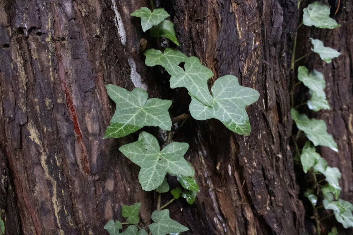 Ivy climbing the bark of a tree trunk