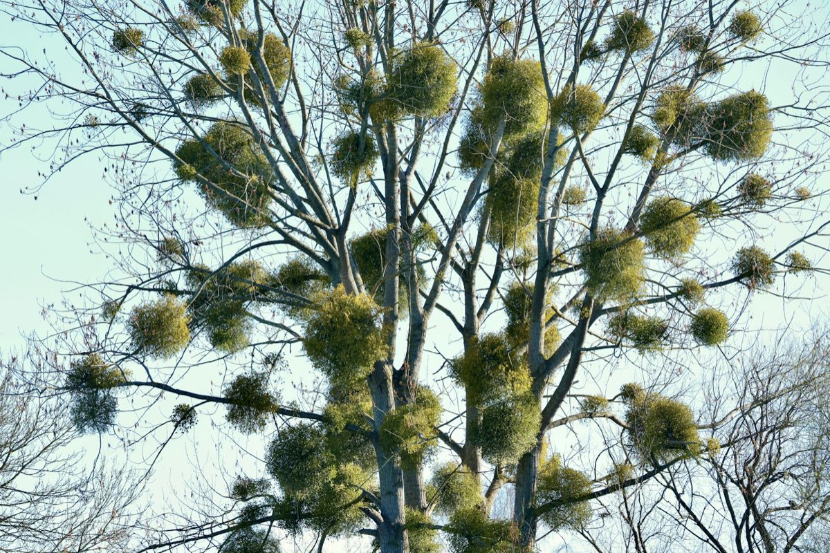 Dozens of mistletoe clumps growing in the bare crown of a tree in winter