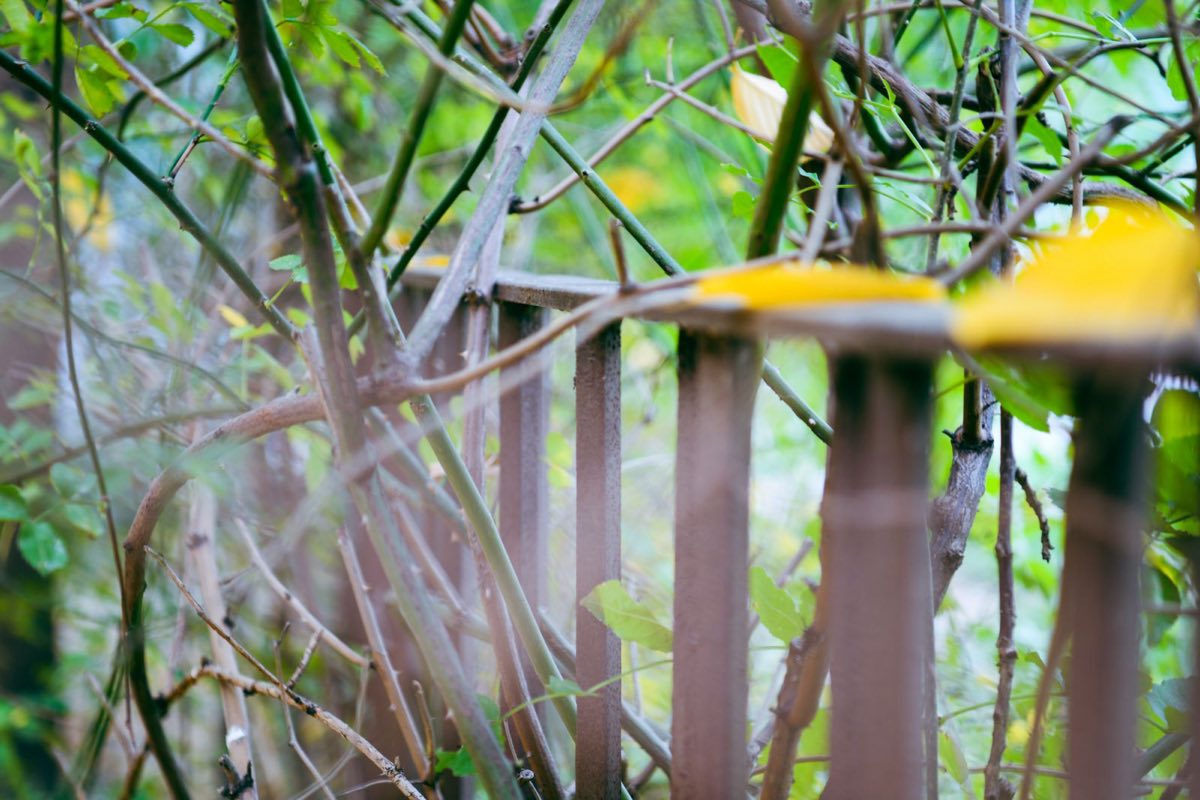 Tree branches growing through and over a wooden fence