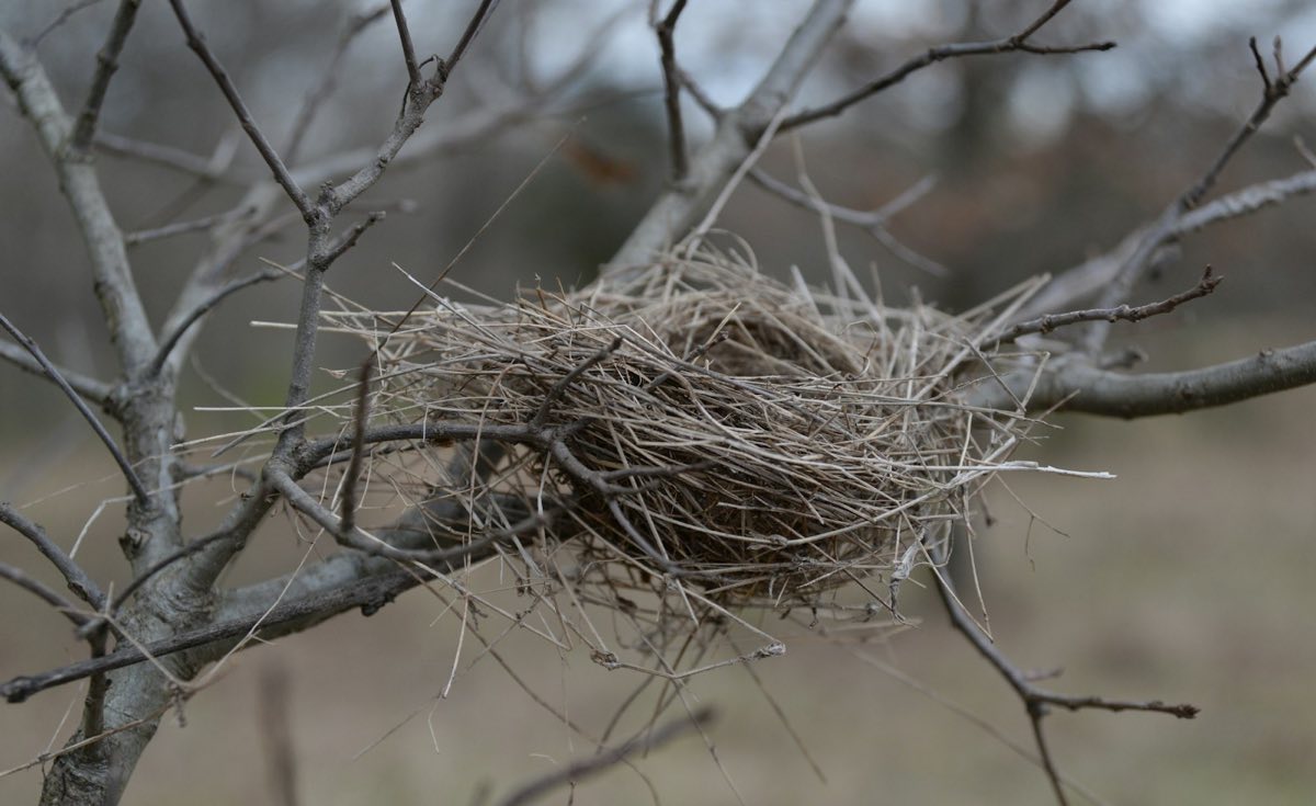 A bird's nest woven into the fork of a bare branch
