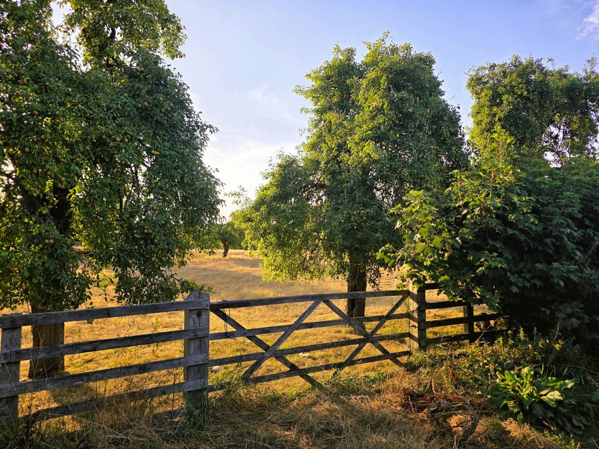 Old fruit trees standing in long grass behind a wooden field gate in evening sun