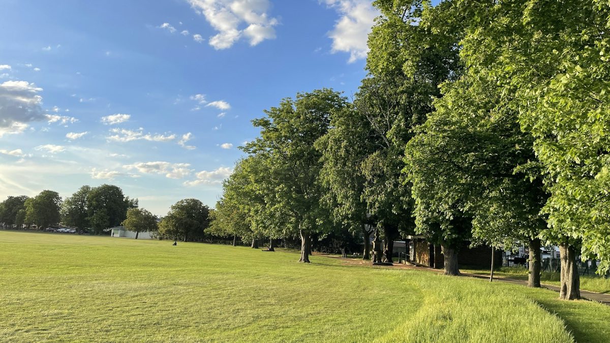 A row of mature trees along the edge of a public recreation ground in England