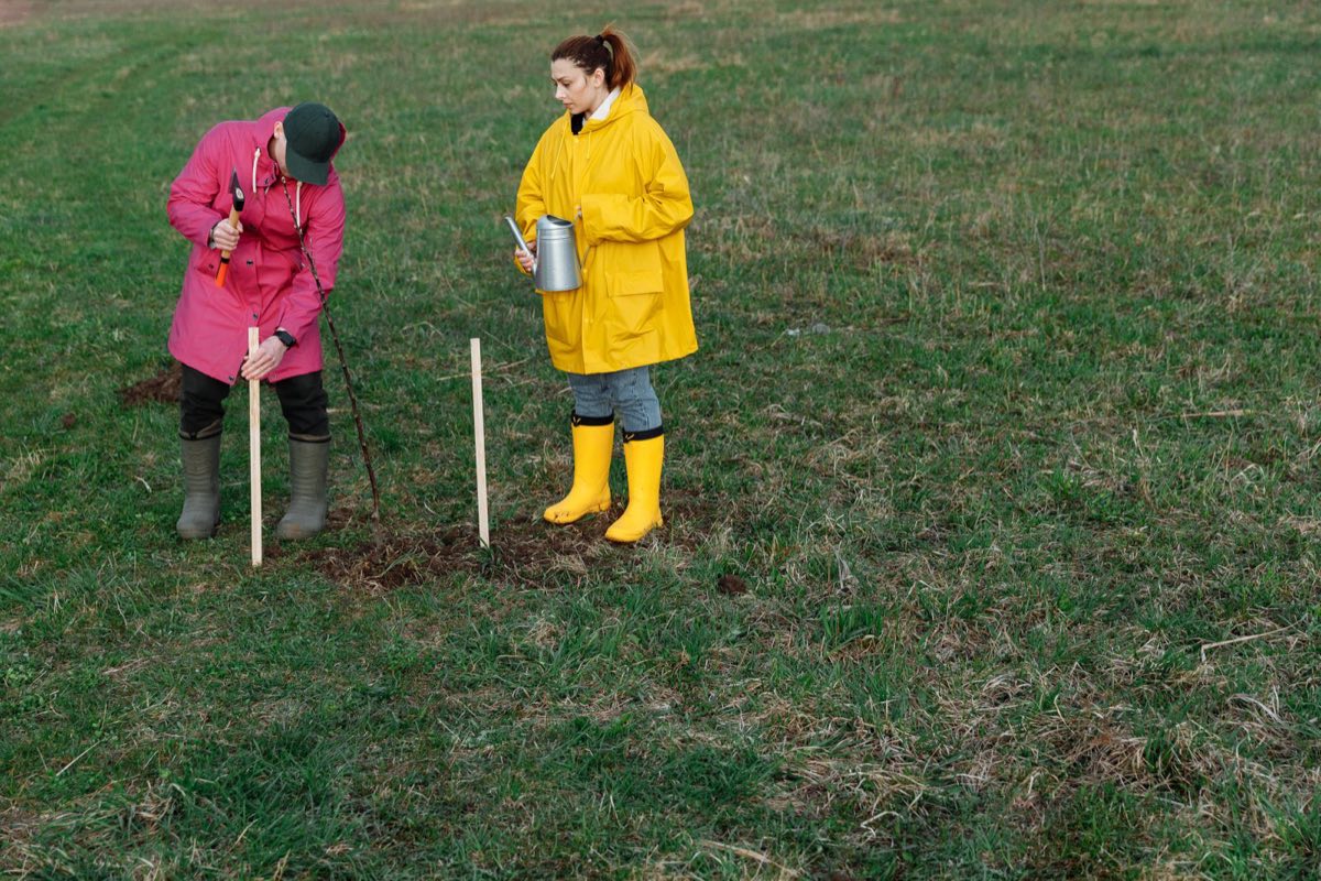 Two people in waterproofs and wellington boots planting young trees with stakes in a grassy field