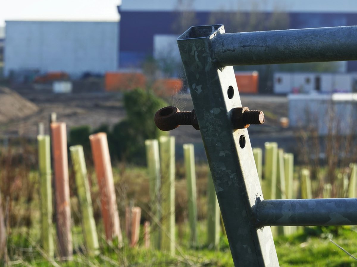 Young trees in protective guards behind a metal fence beside an industrial site