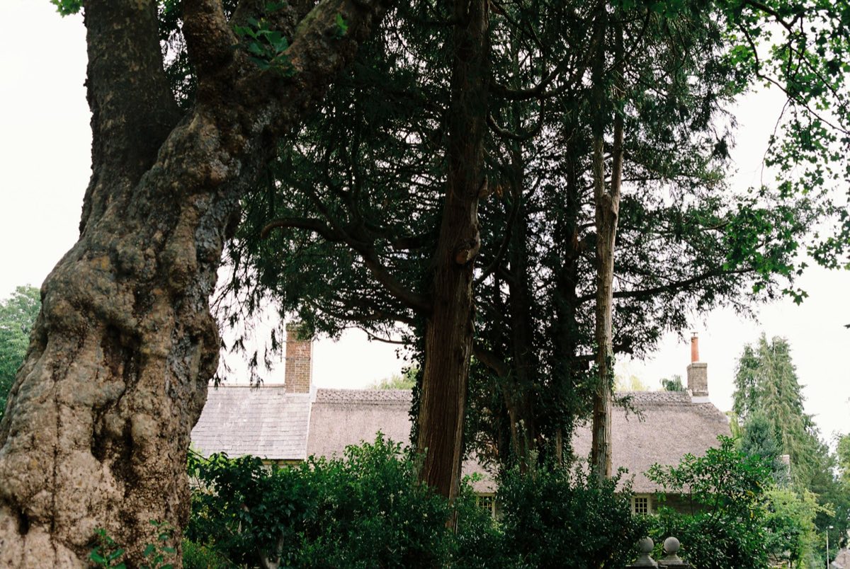 A large old tree trunk growing close to a house with a tiled roof