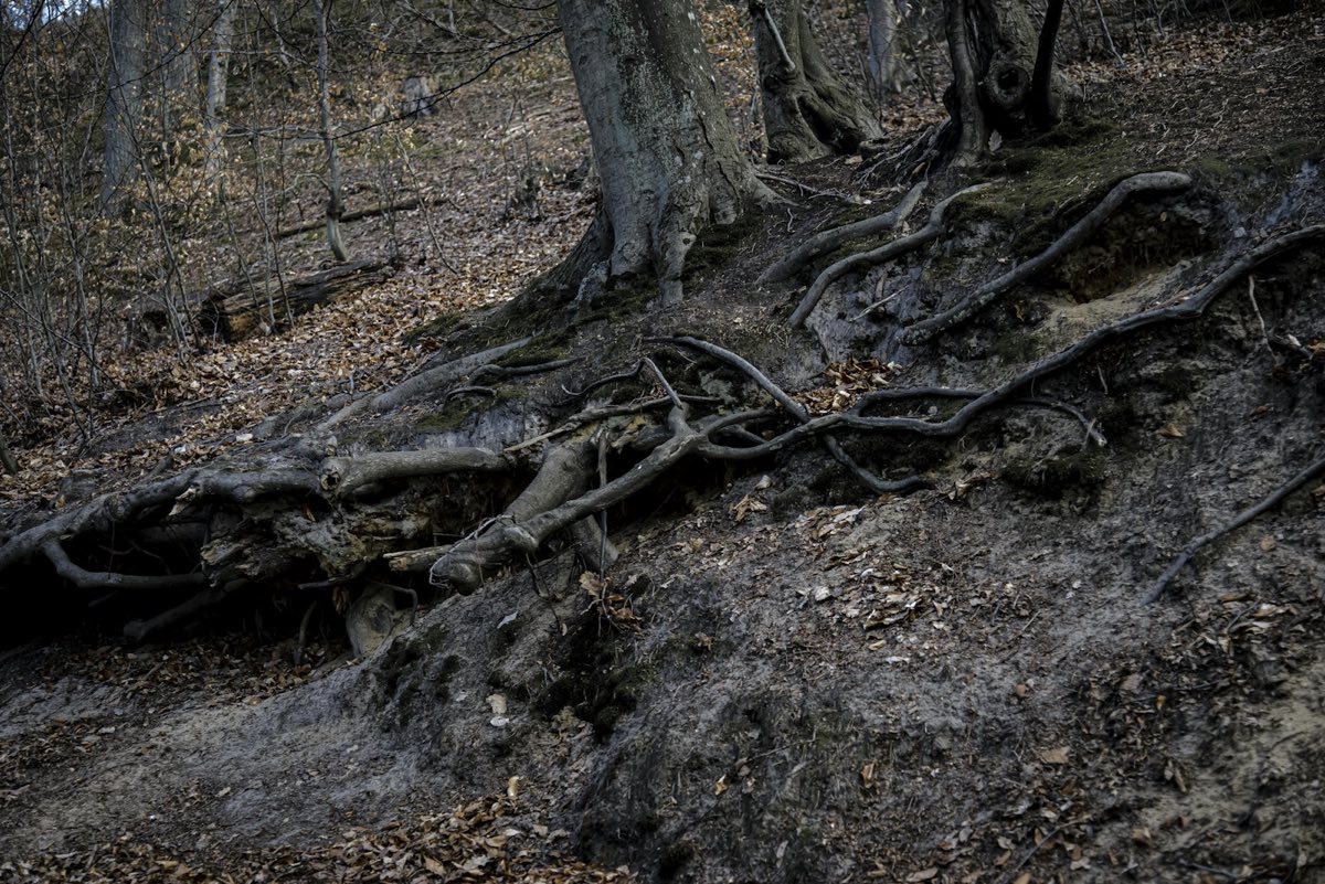 Exposed tree roots spreading across an eroded woodland bank