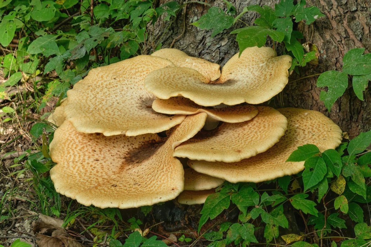 Large bracket fungus growing at the base of a tree trunk, a common sign of internal decay
