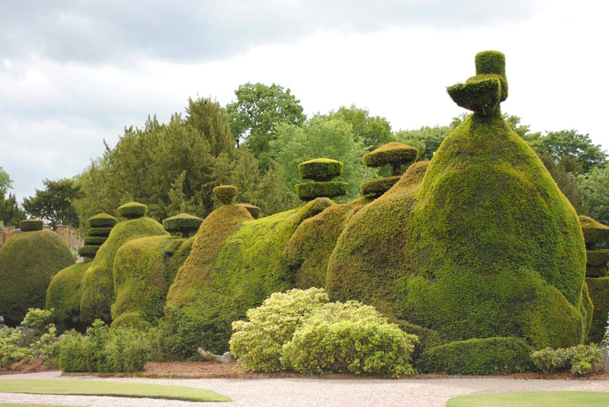 Large clipped yew topiary in the historic gardens at Tatton Park, Cheshire