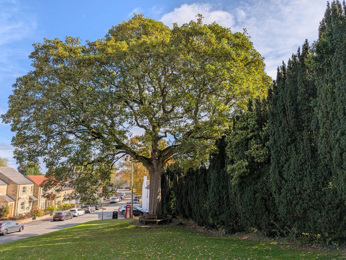 A large mature oak on a village green in England, with houses along the road behind