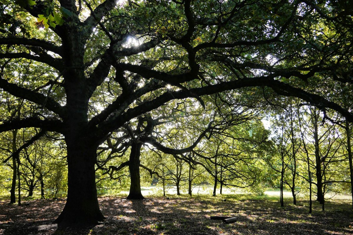 A large old oak with wide, spreading limbs in an English park