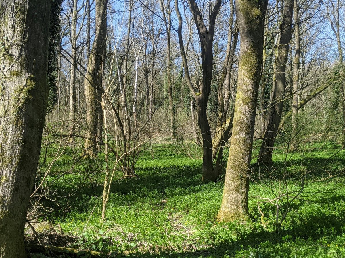 Spring broadleaf woodland with a carpet of green ground cover